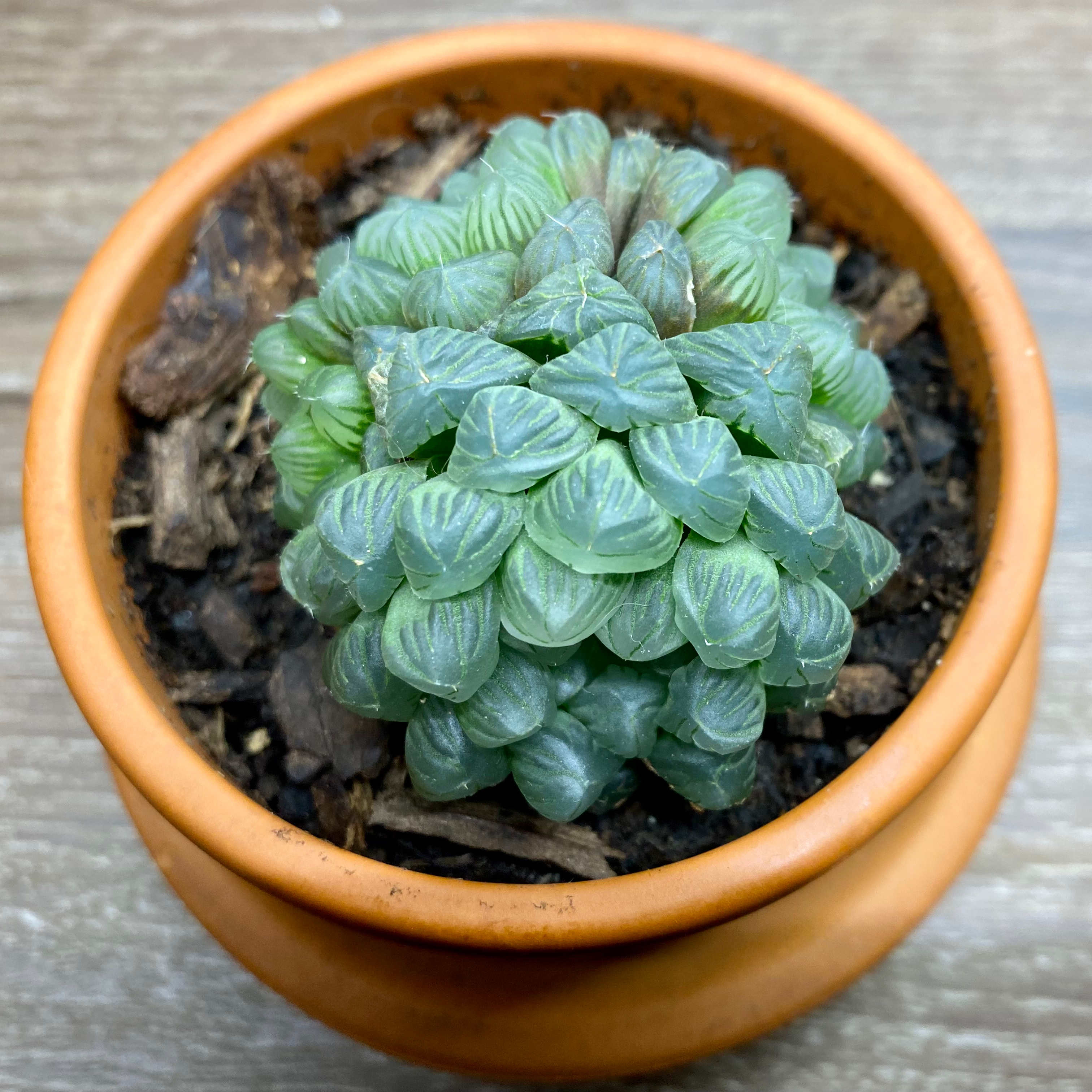 Haworthia cooperi plant in a terracotta pot with healthy, plump leaves.