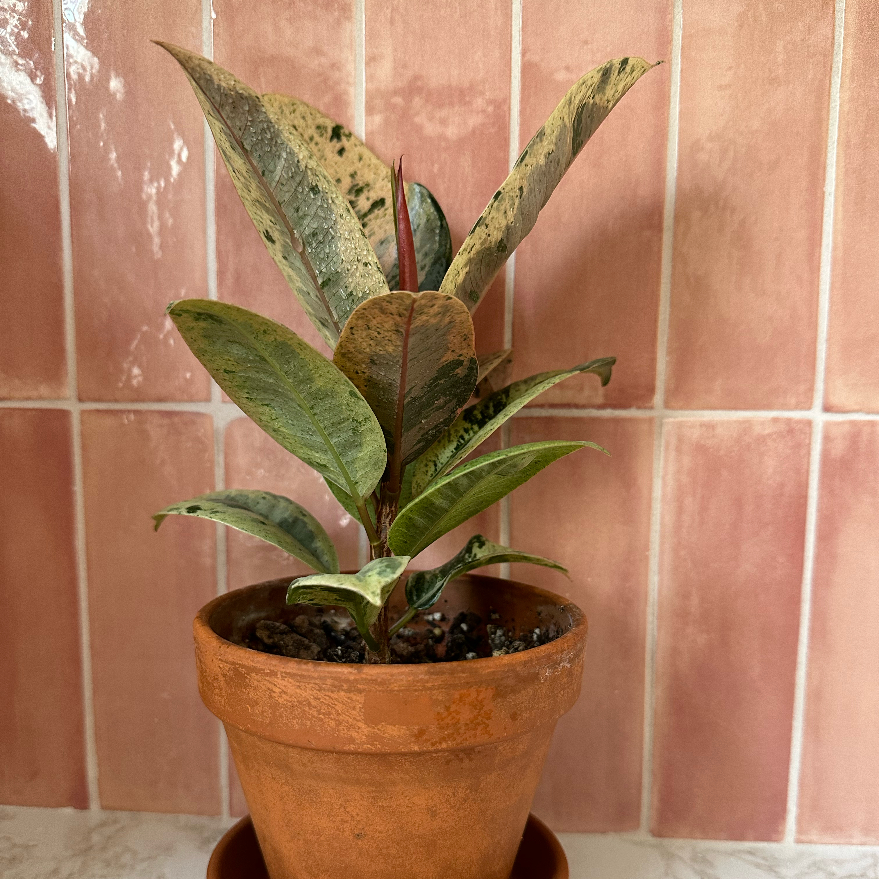 Ficus elastica 'Shivereana' plant in a terracotta pot with variegated leaves and some discoloration.