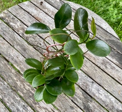 Waxvine plant
