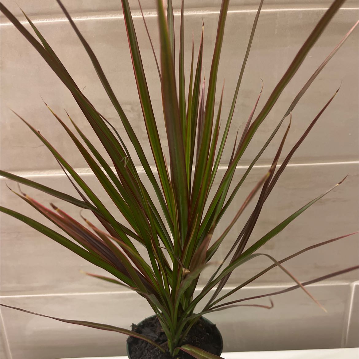 Dracaena plant with some browning leaves in a pot with visible soil.