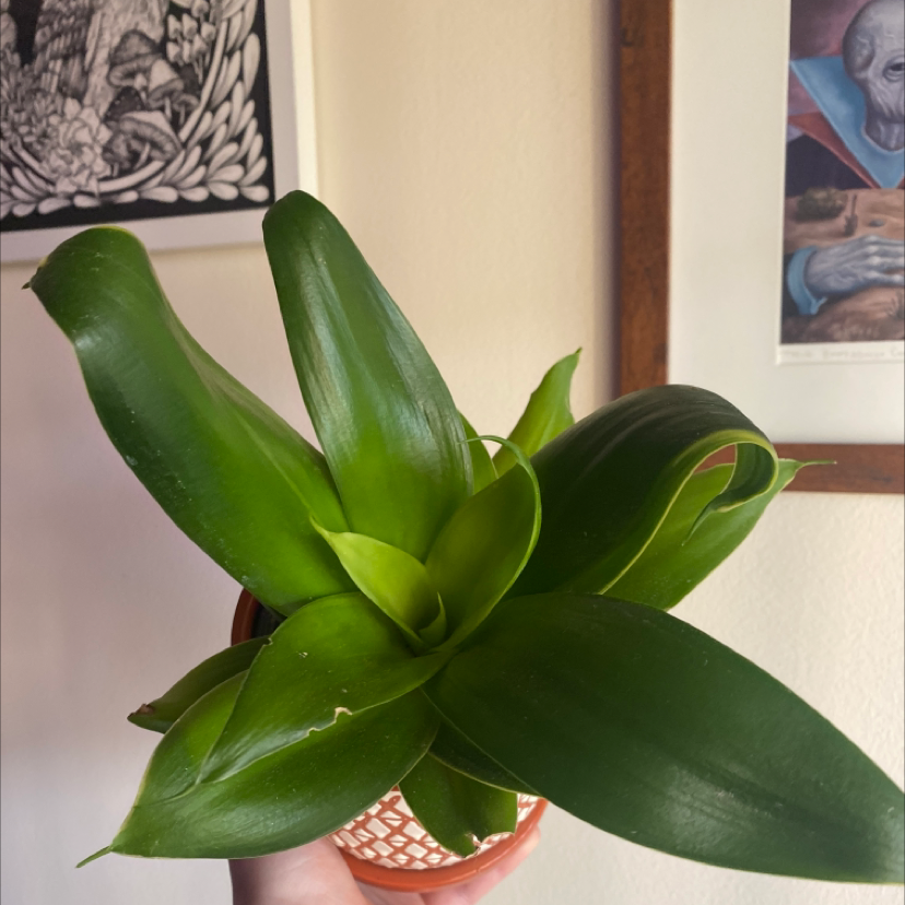 Plant care for Canaliculate Snake Plant on Greg, the plant care app