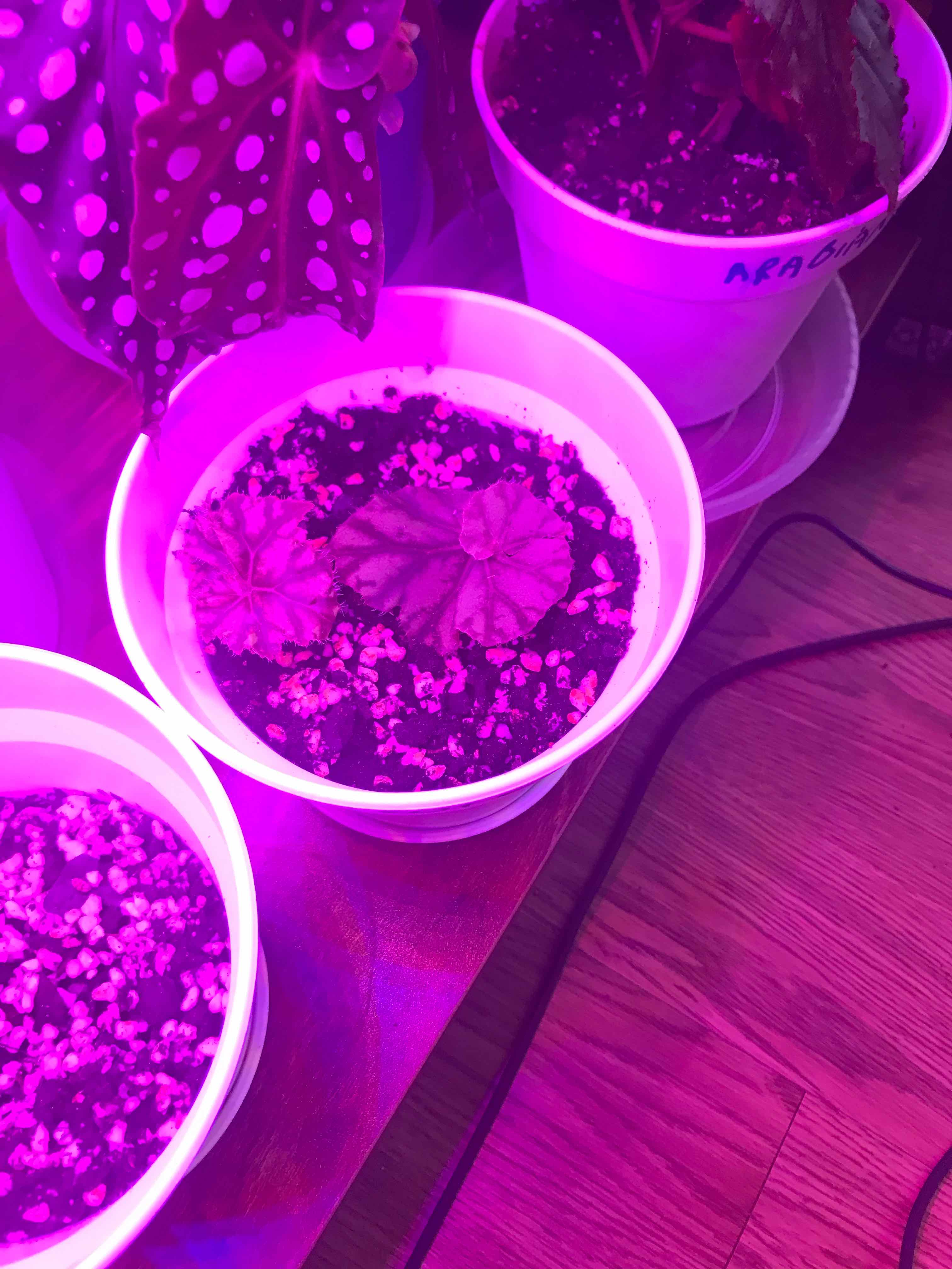 Begonia Tiger Paws plant in a white pot under purple lighting with visible soil.