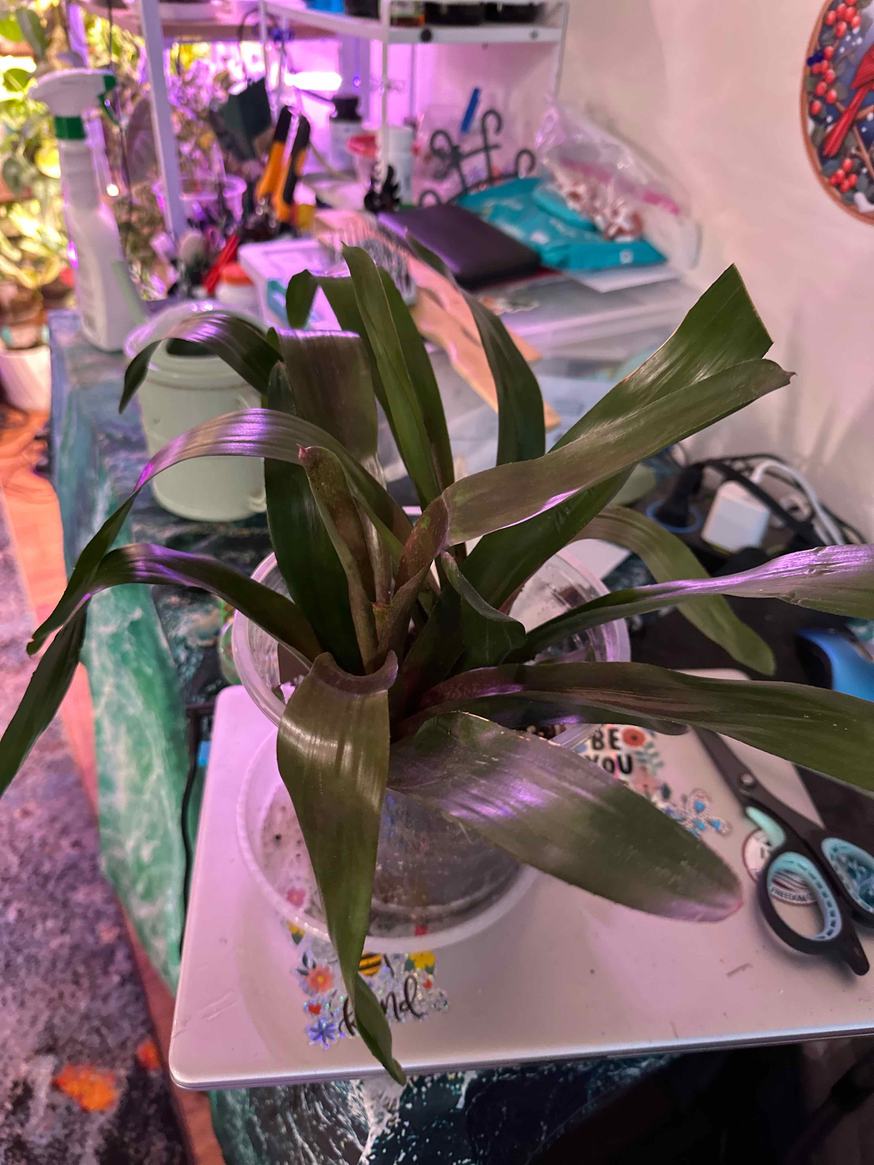 Photo of the plant species Neoregelia 'Jenga' by @clairsheart named Jenga rack next to the TV on Greg, the plant care app