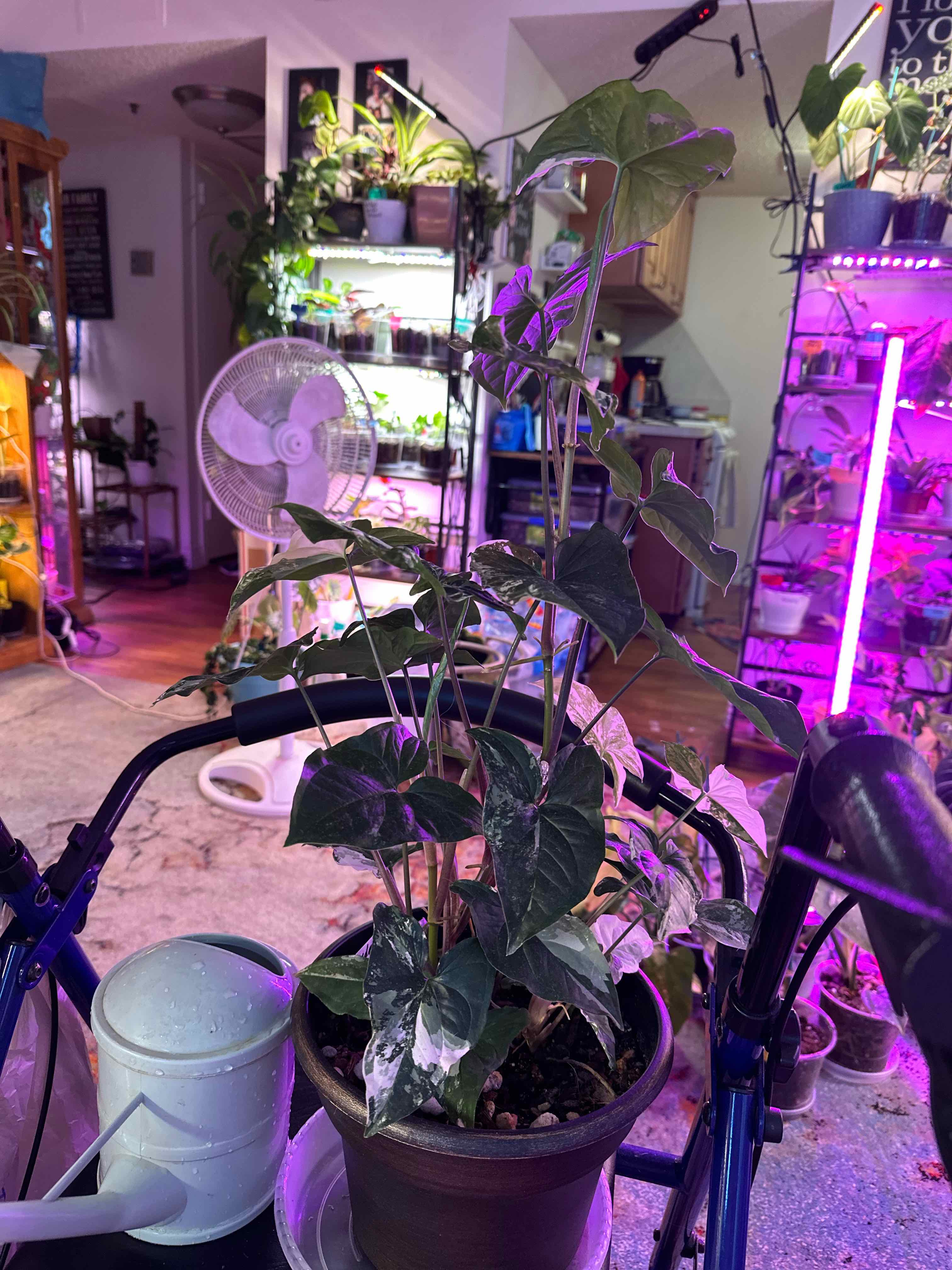 Variegated Alocasia frydek plant in a pot indoors with other plants in the background.