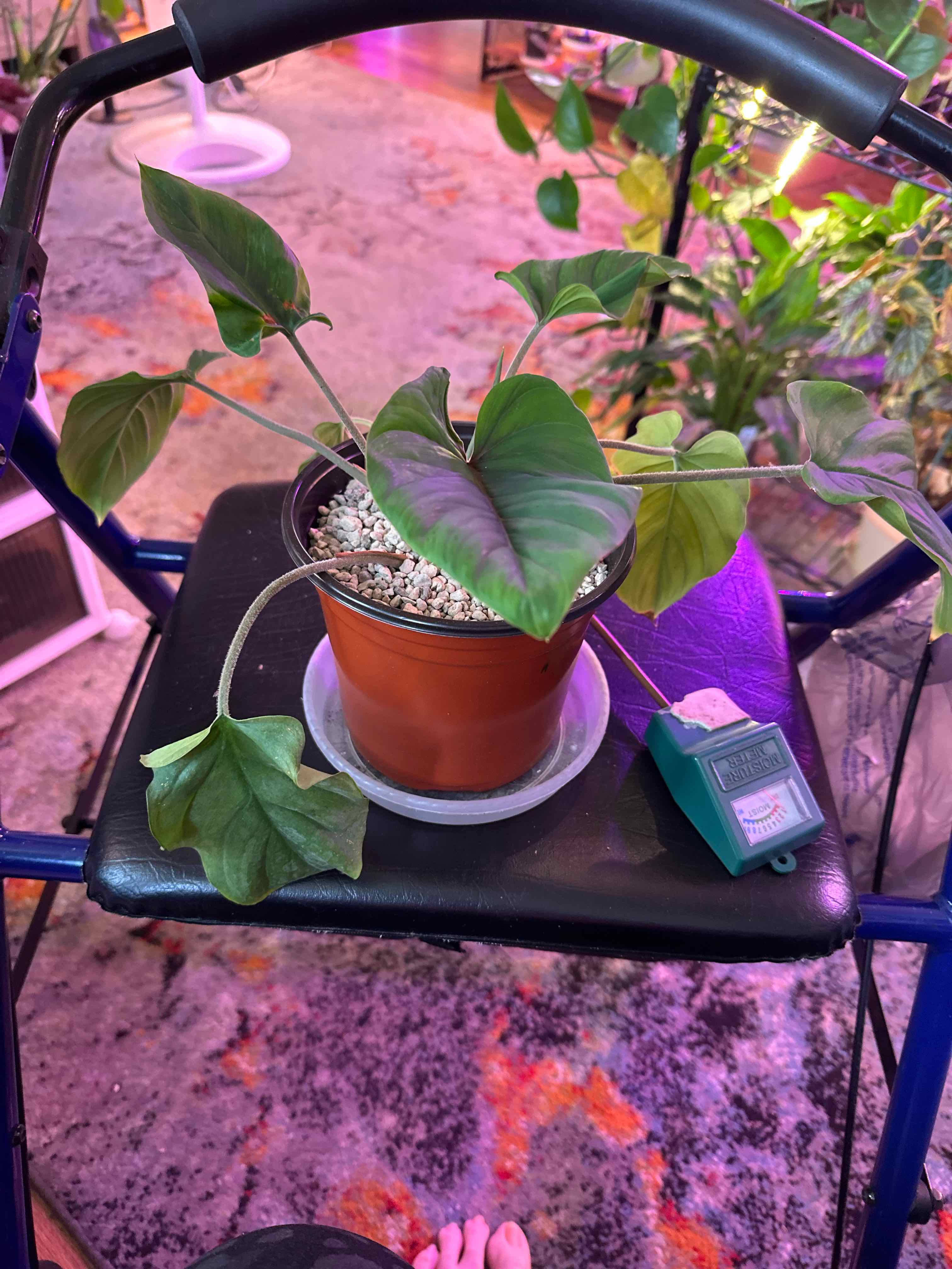 Photo of the plant species Philodendron asperatum by @clairsheart named Aunty West wall rack two on Greg, the plant care app
