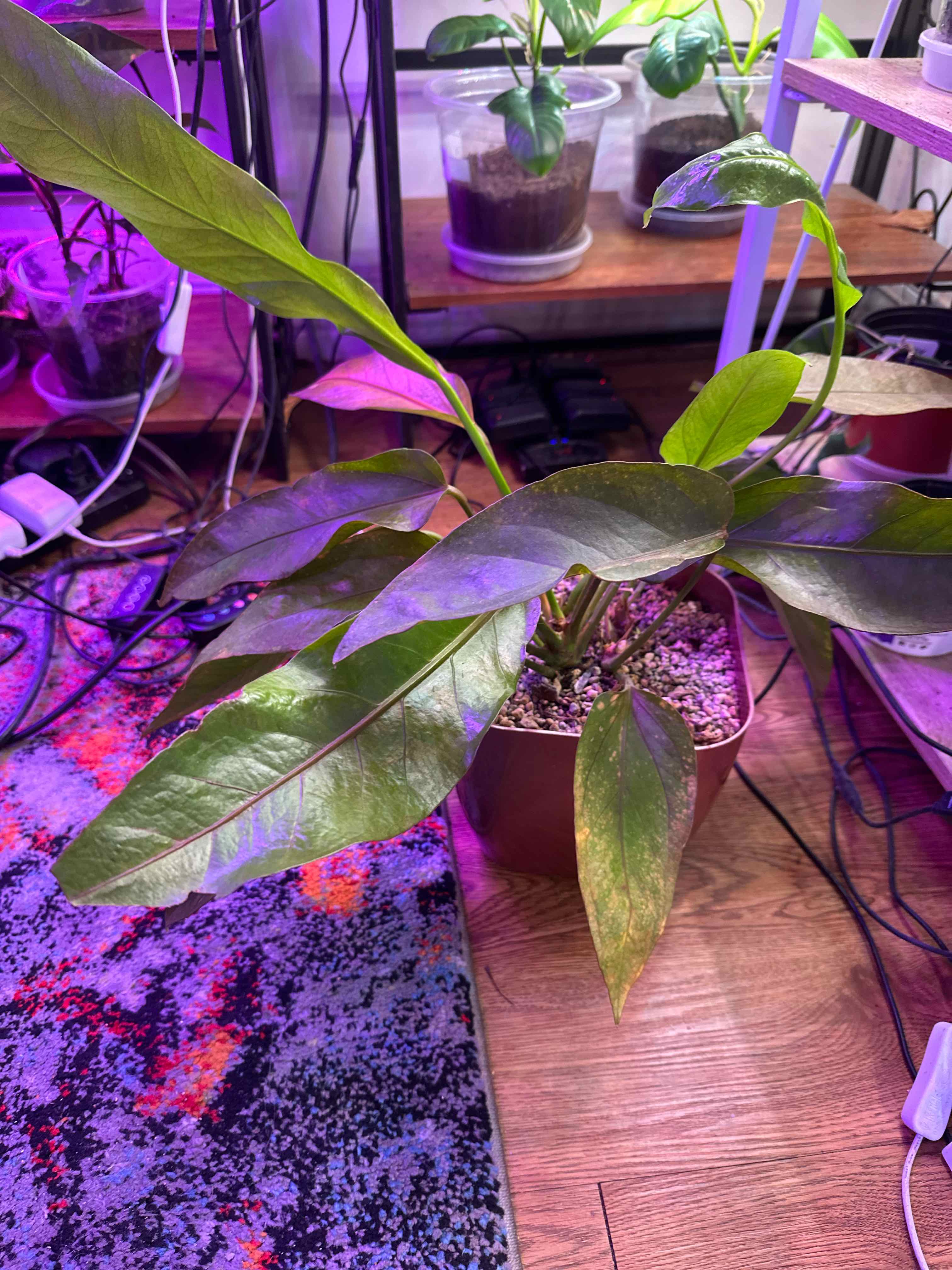 Photo of the plant species Anthurium 'Big Red Bird' by @clairsheart named Big red bird south floor on Greg, the plant care app