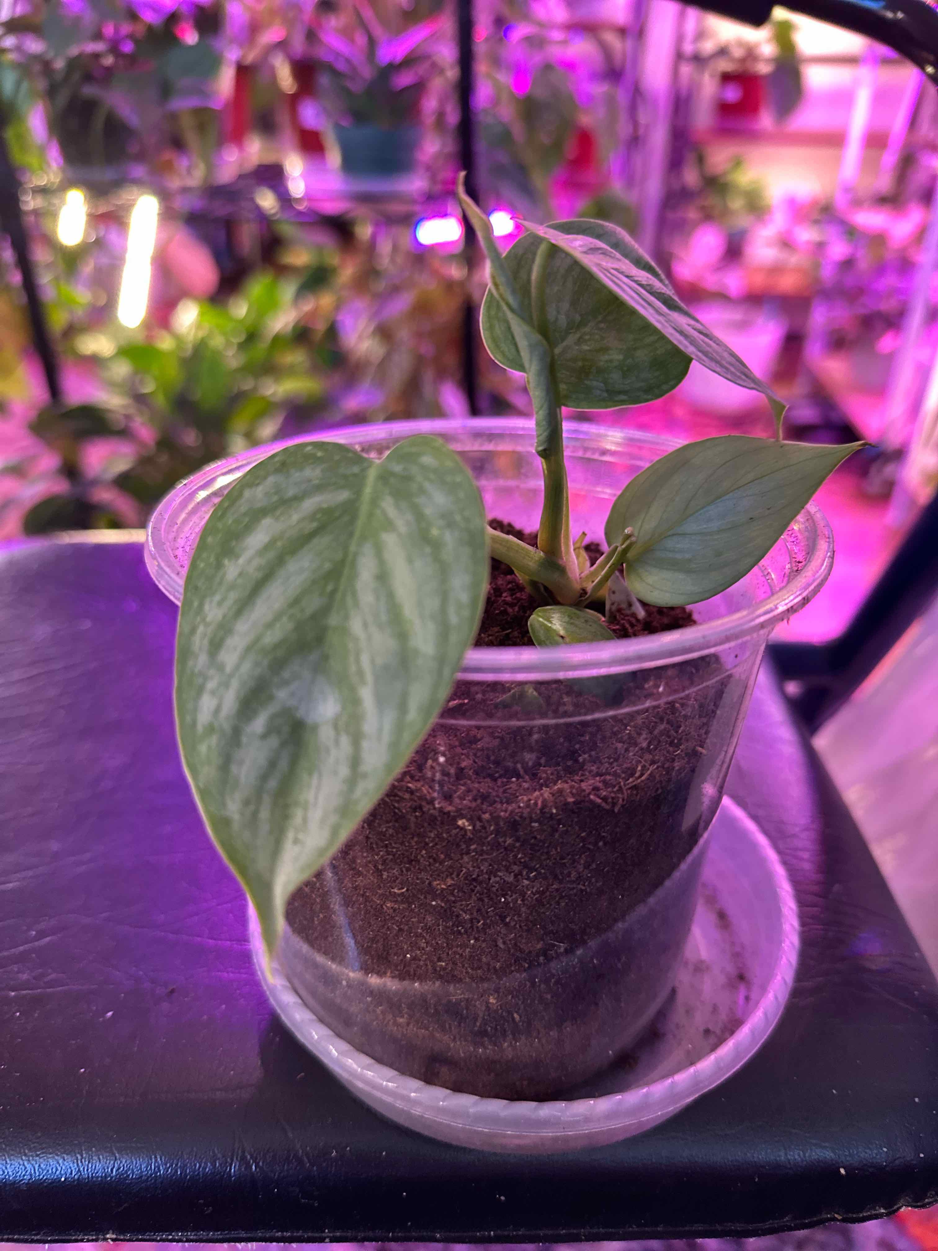 Photo of the plant species Philodendron sodiroi 'Variegata' by @clairsheart named Innocence South wall rack one on Greg, the plant care app