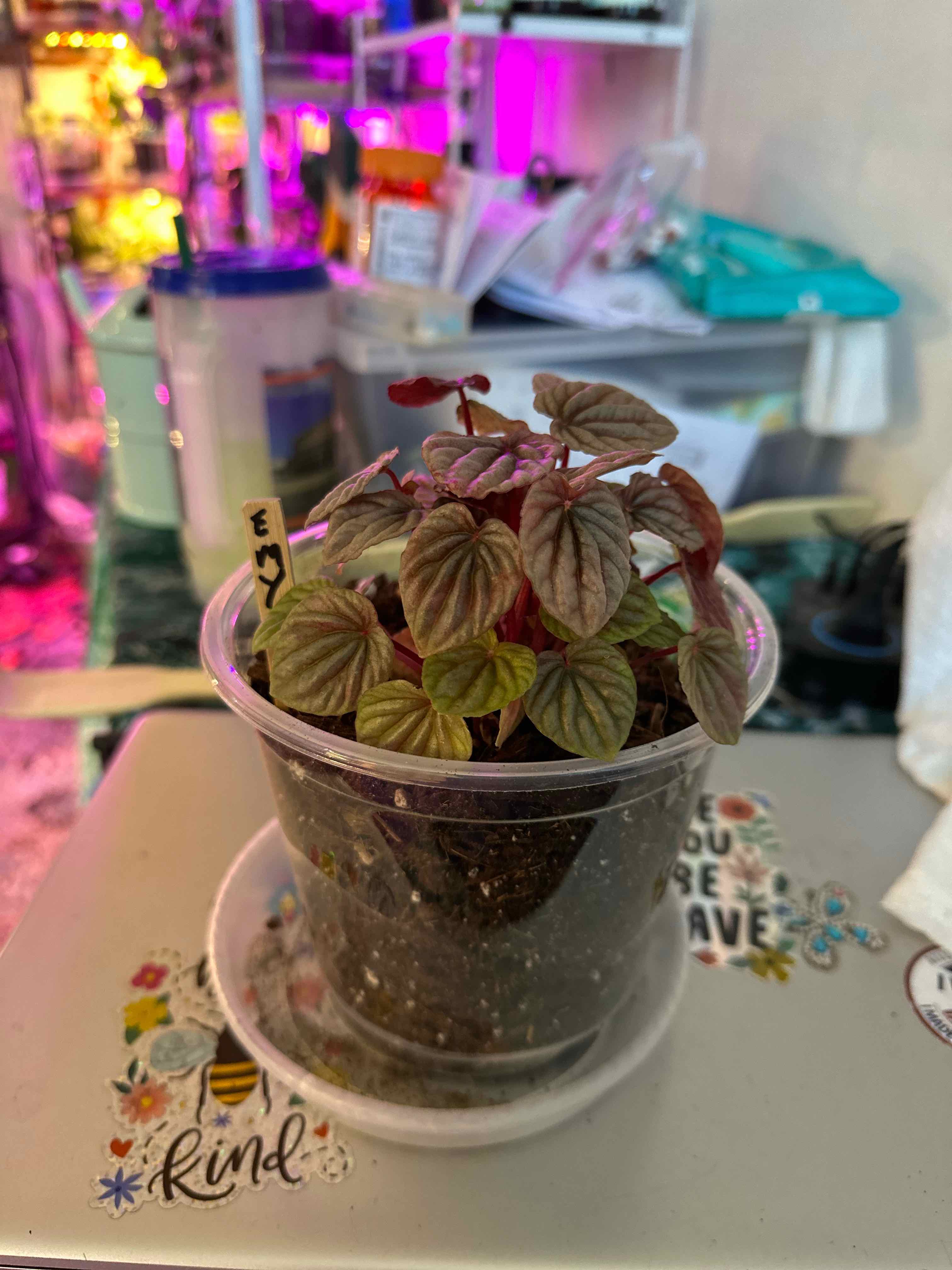 Photo of the plant species Red Ripple Peperomia by @clairsheart named Emmy West wall rck 1 shelf 3 on Greg, the plant care app