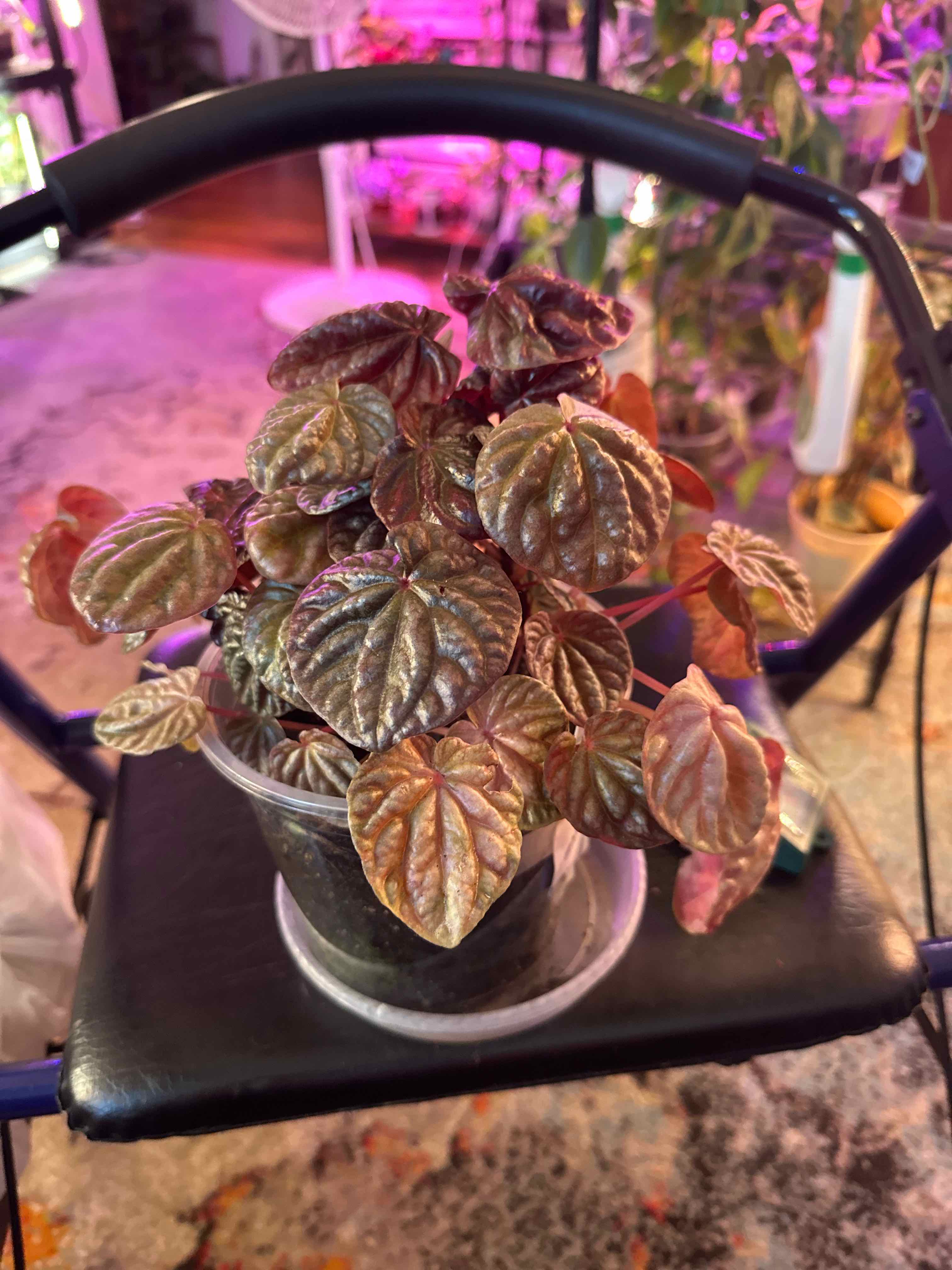 Photo of the plant species Schumi Red Peperomia by @clairsheart named Sandy West wall rack 1, shelf. 3 on Greg, the plant care app
