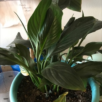 Peace Lily plant in Tampa, Florida