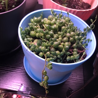 String of Pearls plant in Tampa, Florida