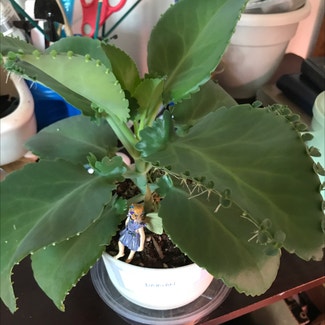 Mother of Thousands plant in Tampa, Florida