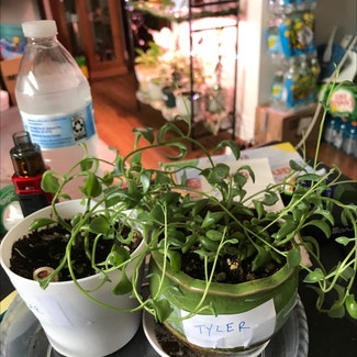 String of Dolphins plant in Tampa, Florida