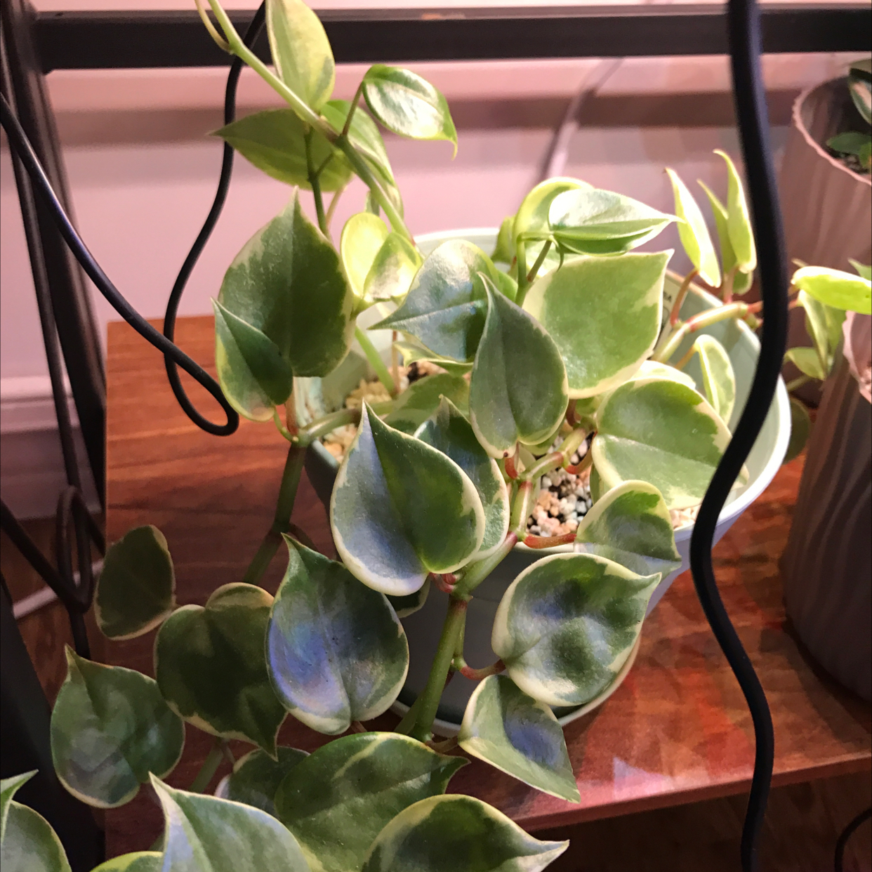 Variegated Peperomia Scandens plant with healthy green and white variegated leaves in a pot.