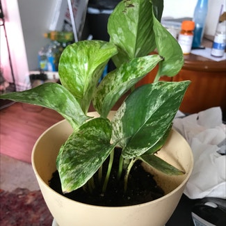 Marble Queen Pothos plant in Tampa, Florida