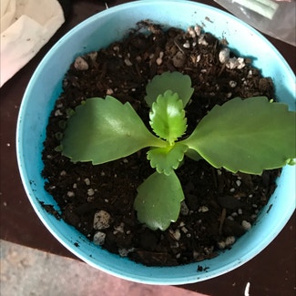 Mother of Thousands plant in Tampa, Florida