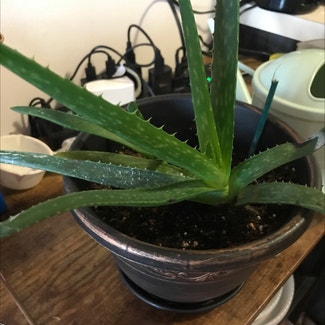 Aloe Vera plant in Tampa, Florida