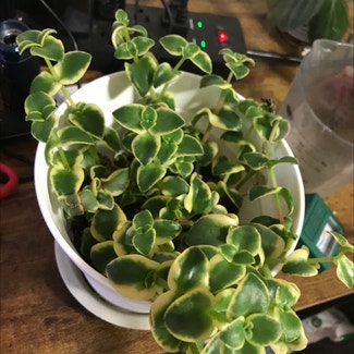Vining Peperomia plant in Tampa, Florida