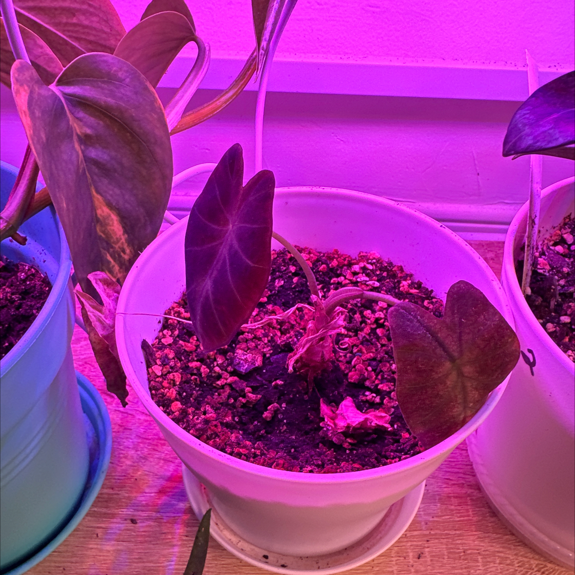 Colocasia 'Black Beauty' plant in a white pot under purple grow light, with visible soil and some leaf damage.