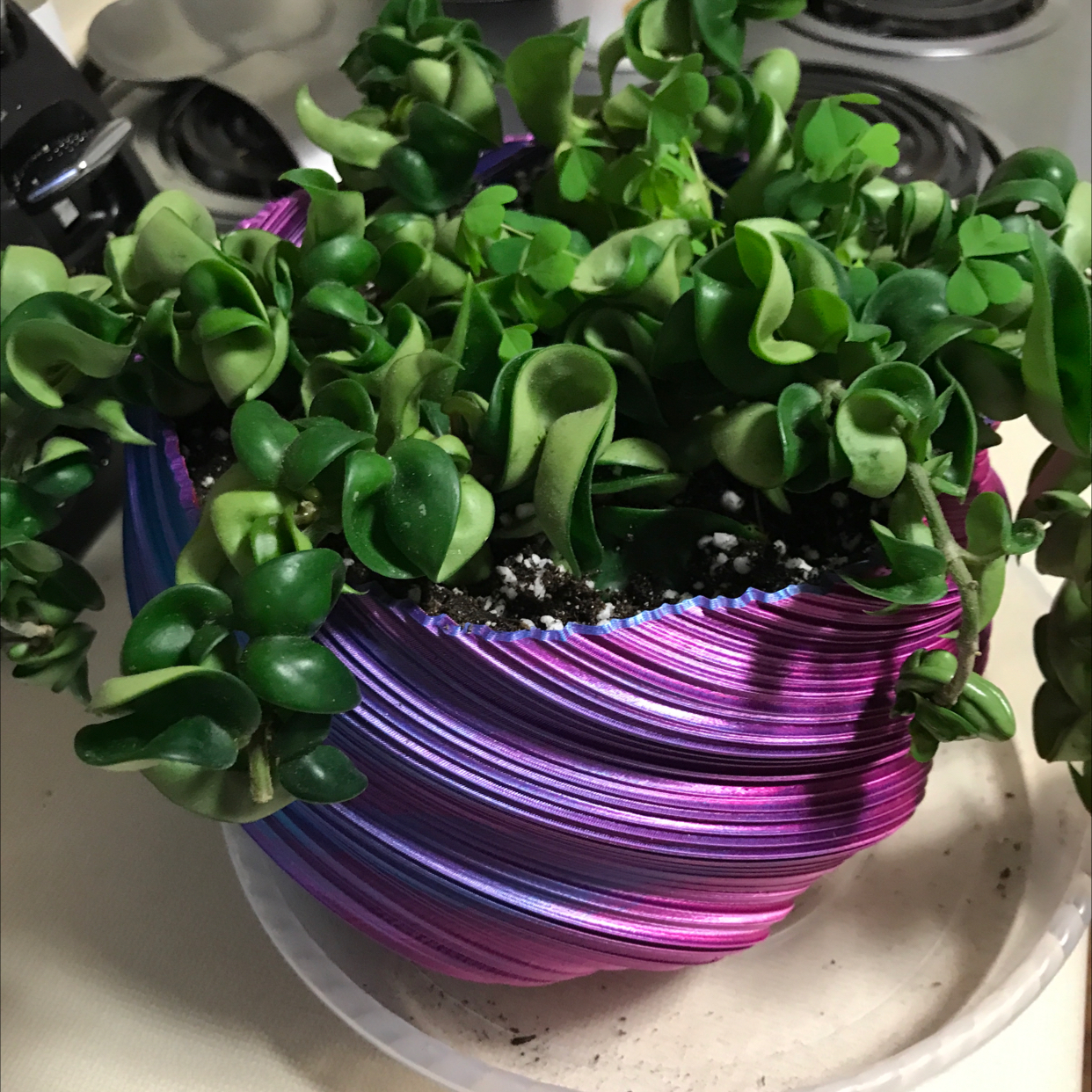 Healthy Exotic Hoya plant in a vibrant purple pot with green leaves.