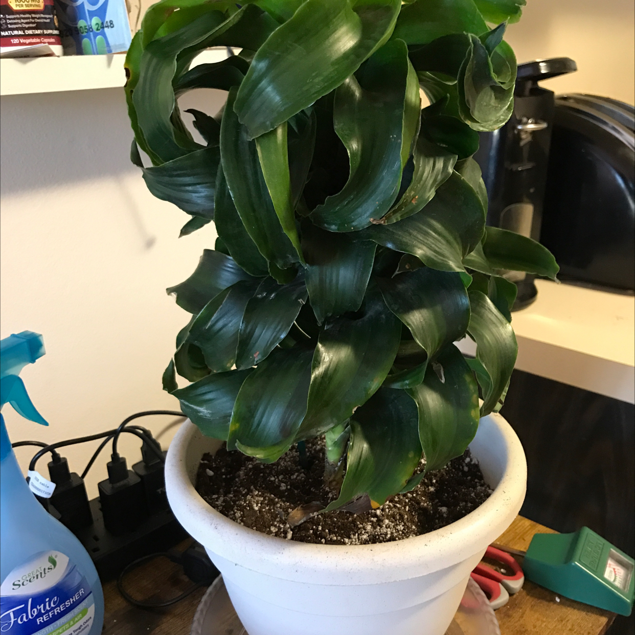 Potted Twister plant with dark green, twisted leaves in a white pot.