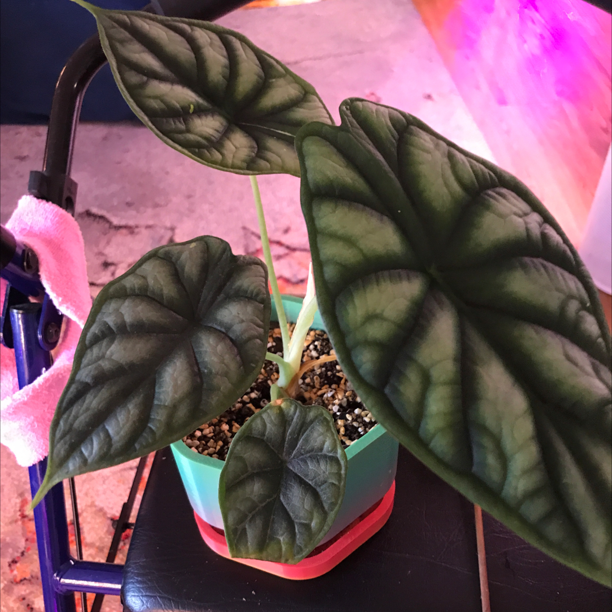 Jewel Alocasia plant with dark green, veined leaves in a pot.