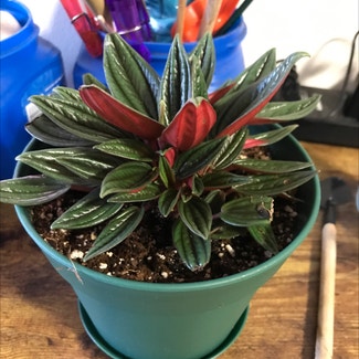 Peperomia 'Rosso' plant in Tampa, Florida