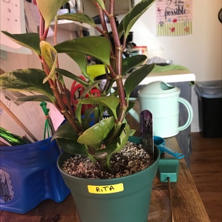 Baby Rubber Plant plant in Tampa, Florida
