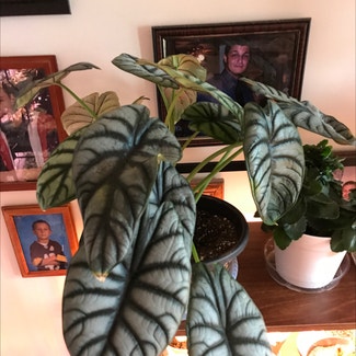 Alocasia 'Dragon Scale' plant in Tampa, Florida