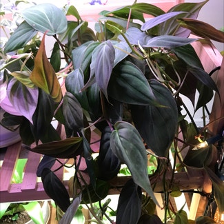 Philodendron Micans plant in Tampa, Florida