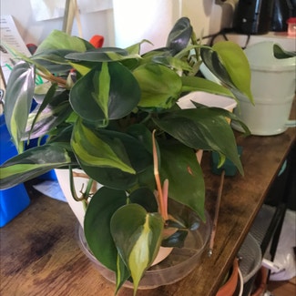 Philodendron Brasil plant in Tampa, Florida