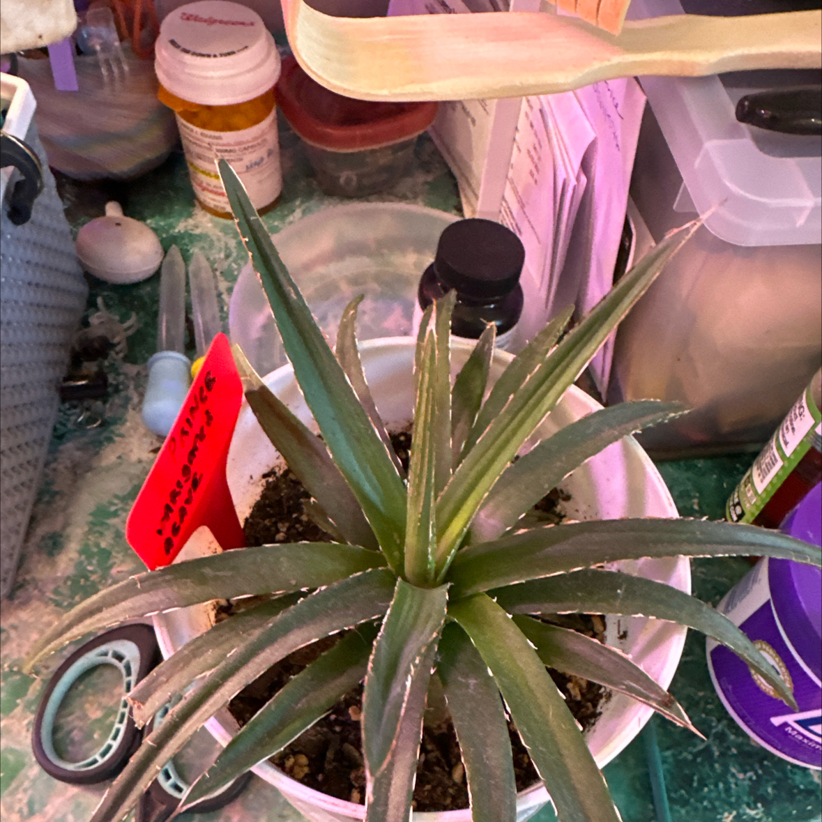 Photo of the plant species Variegated Agave Victoria Reginae by @clairsheart named Prince. West wall rack to shelf 4 on Greg, the plant care app