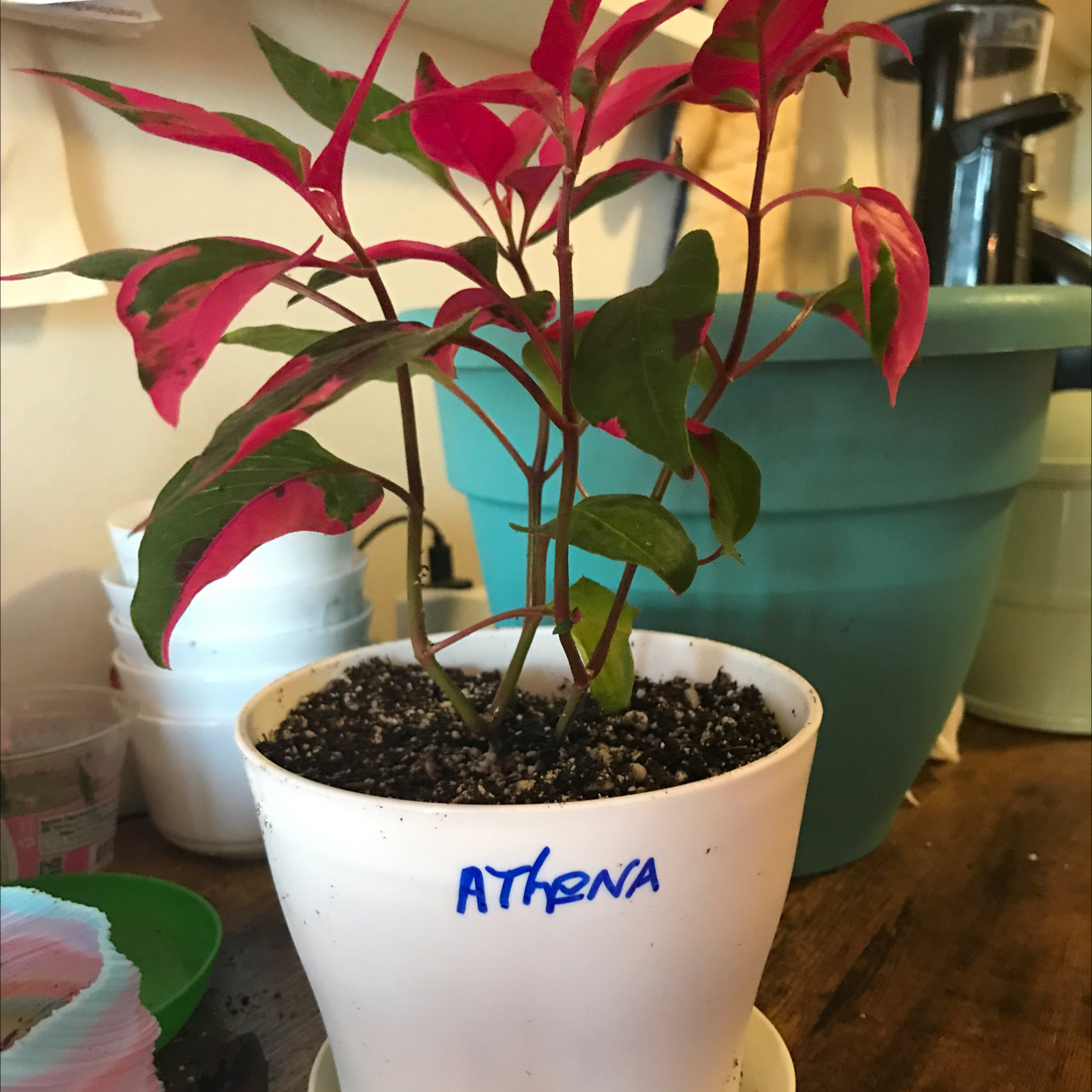 Party Time Alternanthera plant in a white pot labeled 'ATHENA' with vibrant red and green leaves.