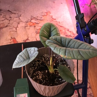 Alocasia 'Dragon Scale' plant in Tampa, Florida