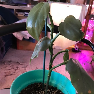 Silver Sword Philodendron plant in Tampa, Florida