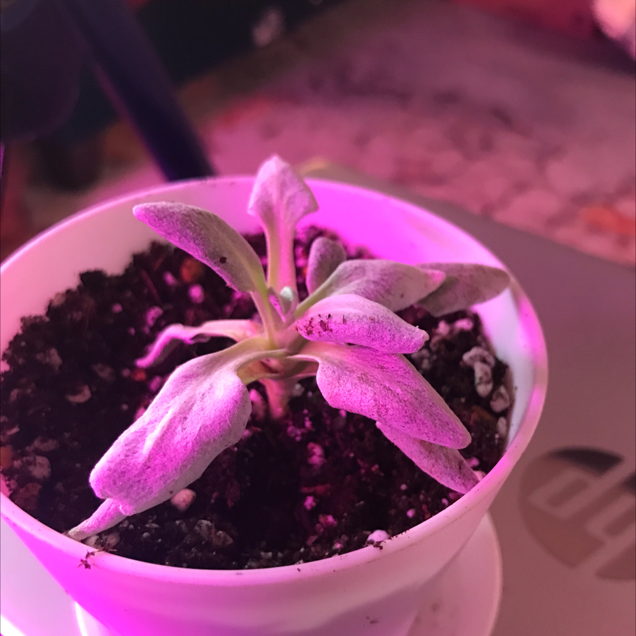 Potted Angel Wings Senecio plant with broad leaves under purple lighting.