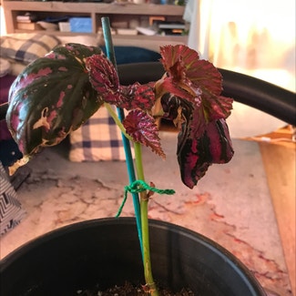 Exotica Begonia plant in Tampa, Florida