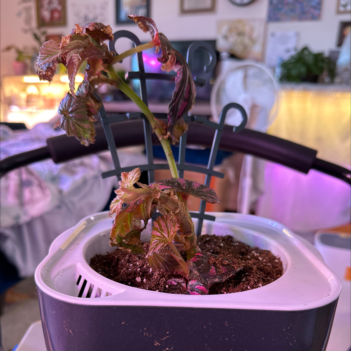Exotica Begonia plant with browning leaves in a pot with visible soil, supported by a small trellis.