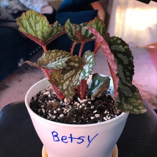Betsy Begonia plant in Tampa, Florida