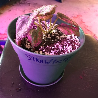 Harmony’s Strawberry Shortcake Begonia plant in Tampa, Florida