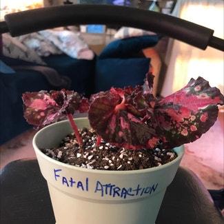 Rex Begonia ‘Harmony’s Fatal Attraction’ plant in Tampa, Florida