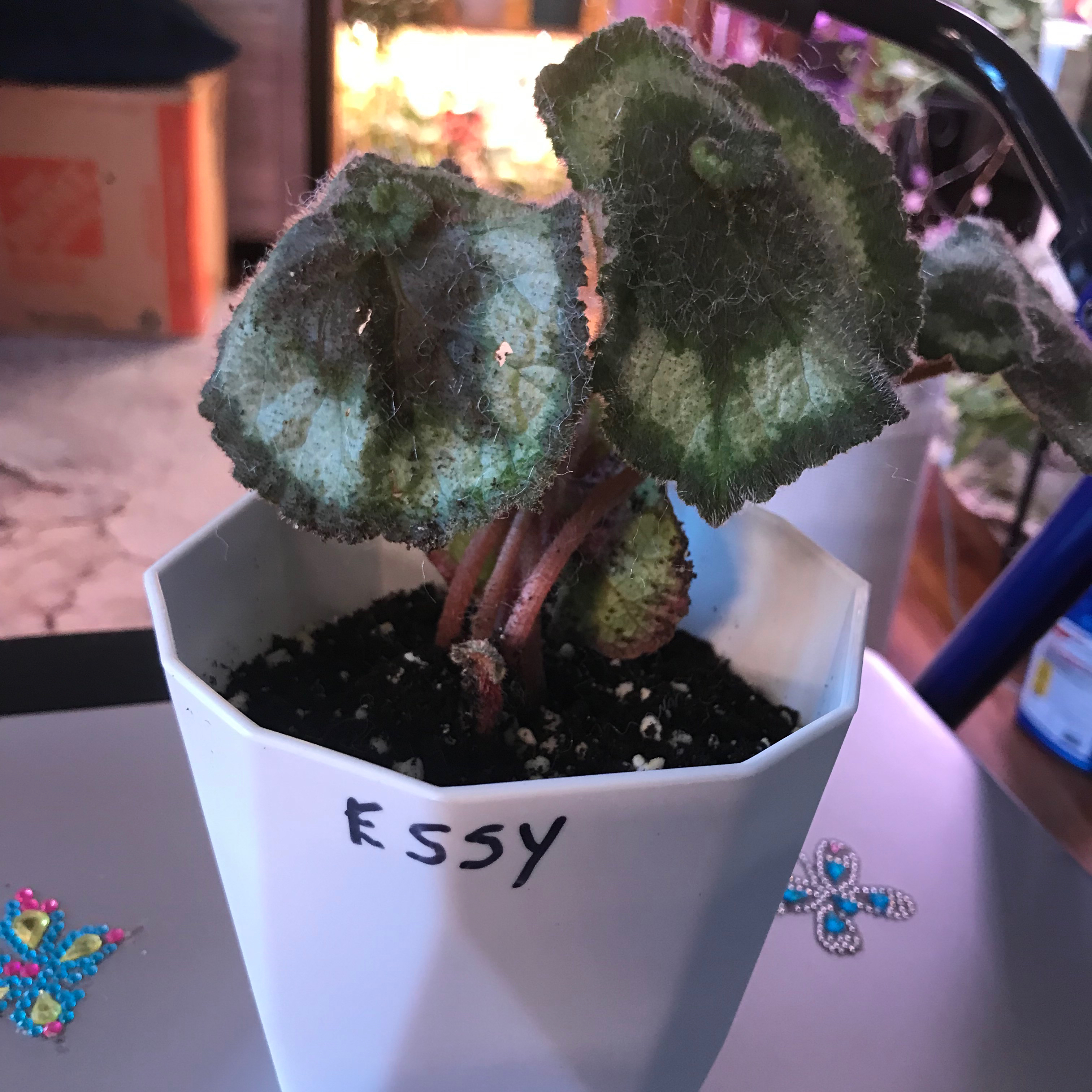 Rex Begonia 'Escargot' plant in a white pot labeled 'Essy' with some leaf browning.