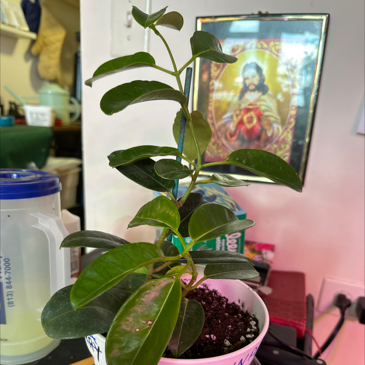 Plant care for Jasmine on Greg, the plant care app