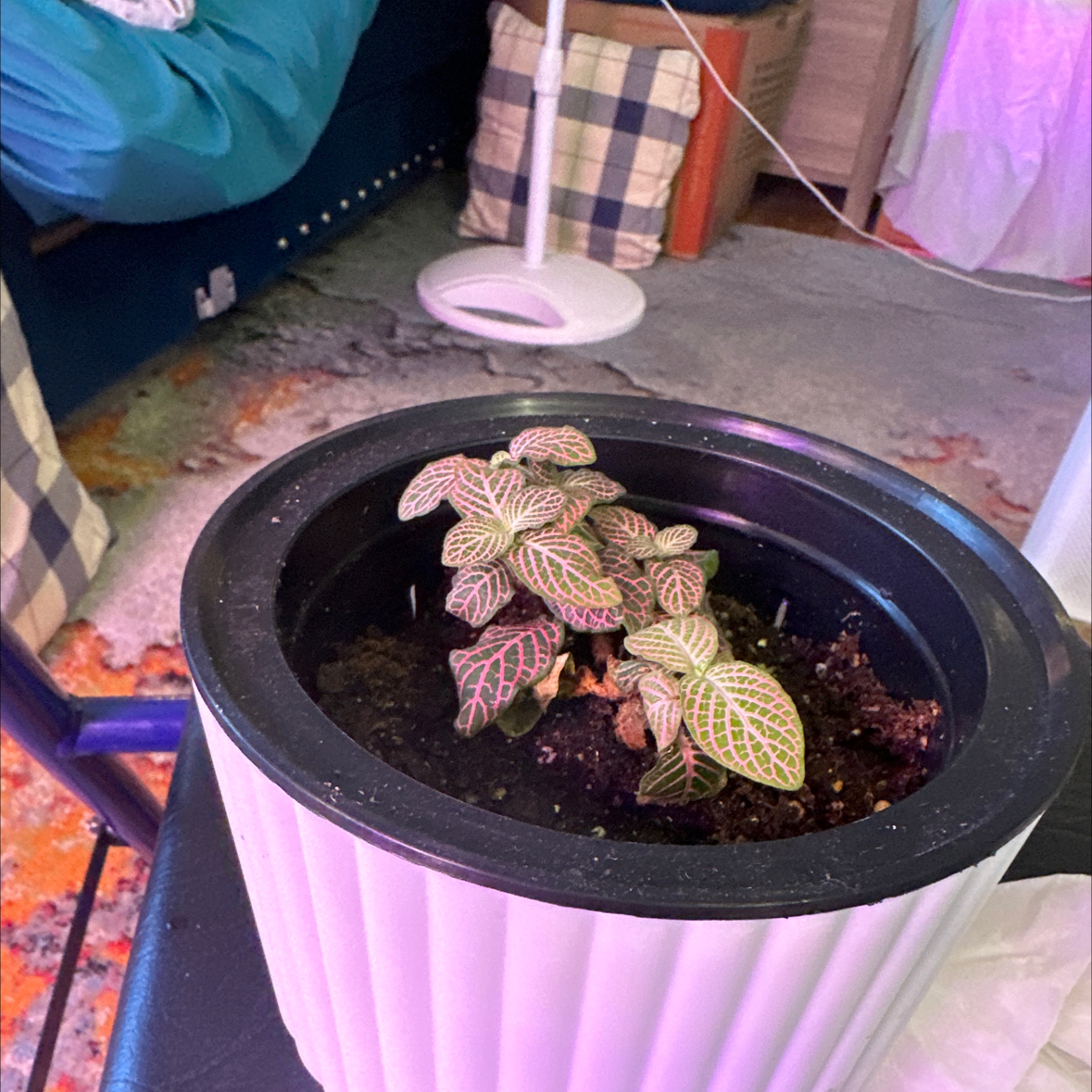 Pink Wave Nerve Plant in a white pot with visible soil, vibrant pink and green leaves.