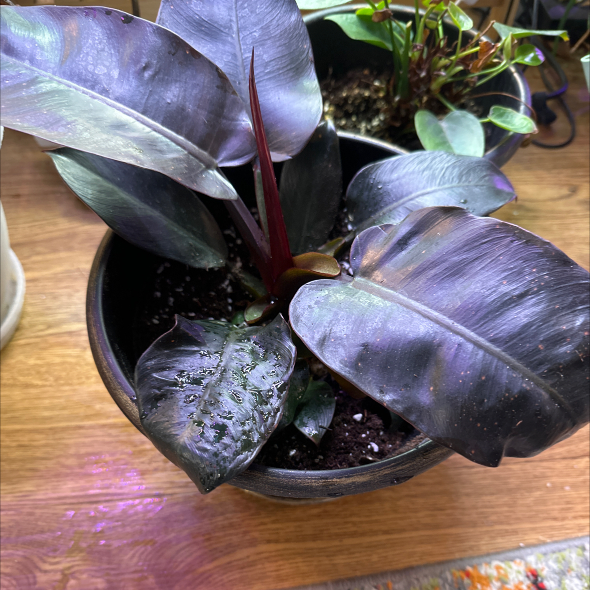 Philodendron 'Imperial Red' plant in a pot with dark glossy leaves and visible soil.