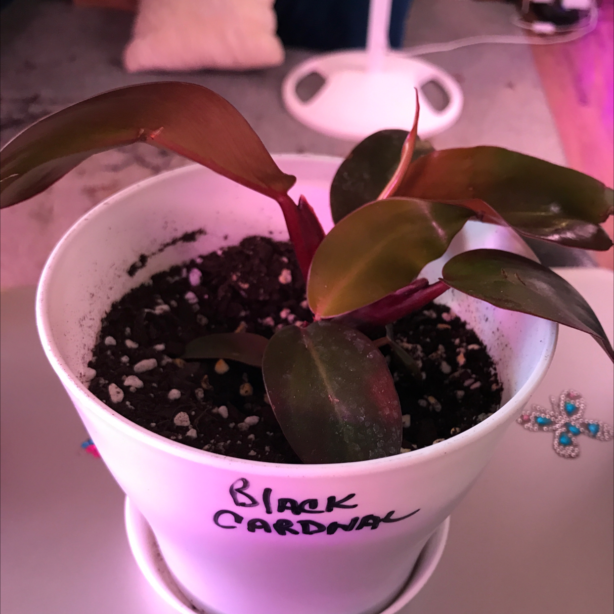 Philodendron 'Black Cardinal' in a white pot with some browning on the leaves.