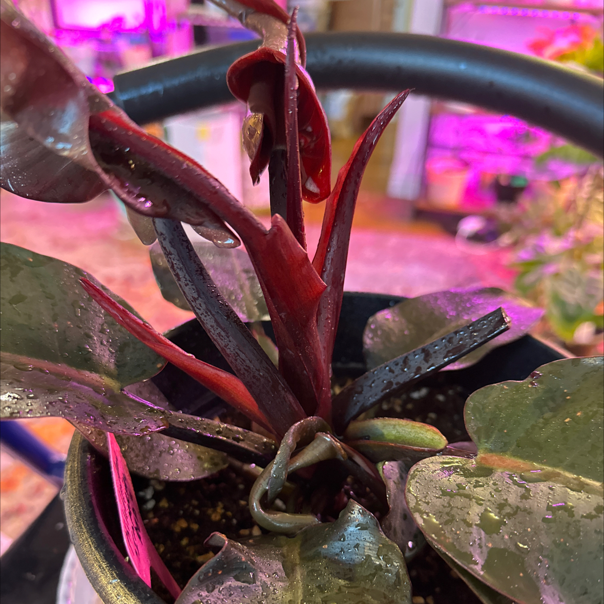 Philodendron 'Imperial Red' plant with dark red and green leaves in a pot with visible soil.