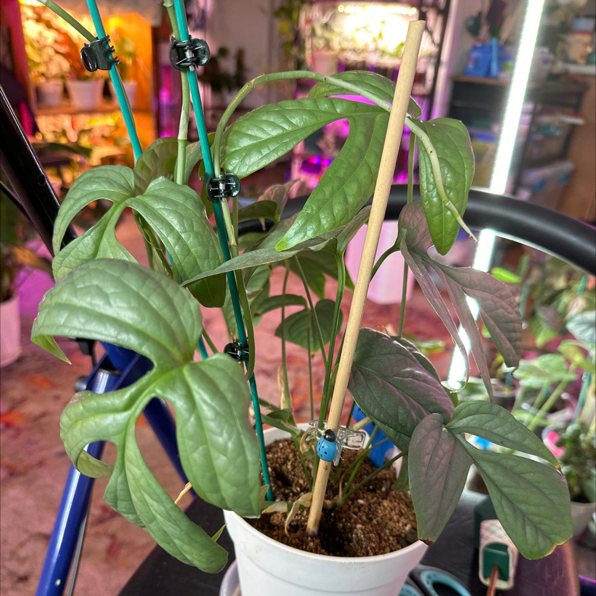 Amydrium 'Spider Man' plant in a white pot with stakes and clips, healthy green leaves.