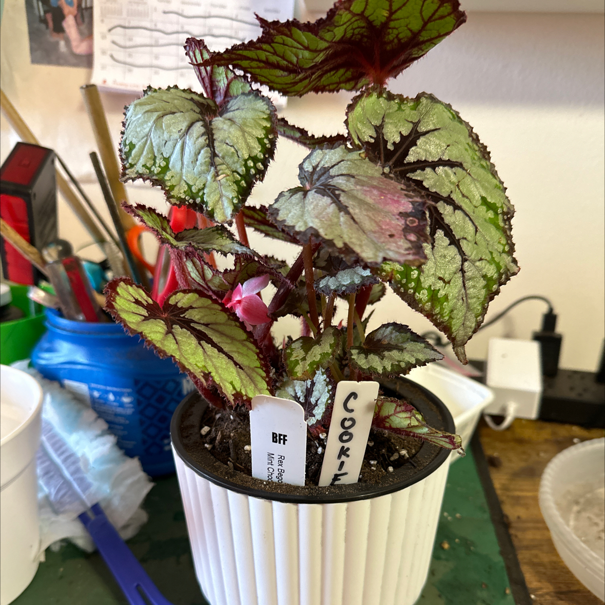Plant care for Escargot Begonia on Greg, the plant care app