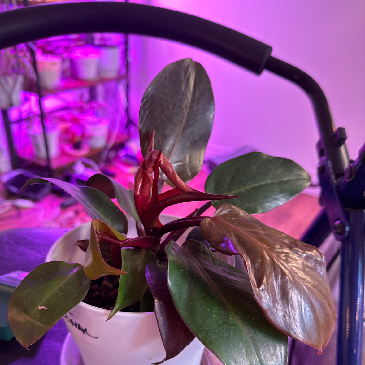 Philodendron 'Black Cardinal' plant with dark, glossy leaves in a pot with visible soil.